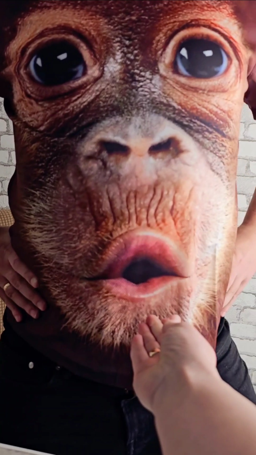Crazy Gorilla ? Funny Video ?